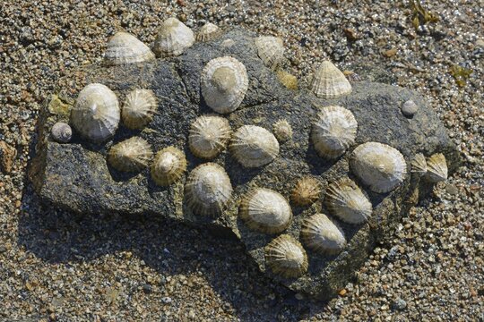 Common limpet (Patella vulgata), Saint Quay-Portrieux, Brittany, France