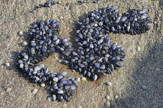 Mytilus (Mytilus edulis) on the beach, Saint Quay-Portrieux, Brittany, France