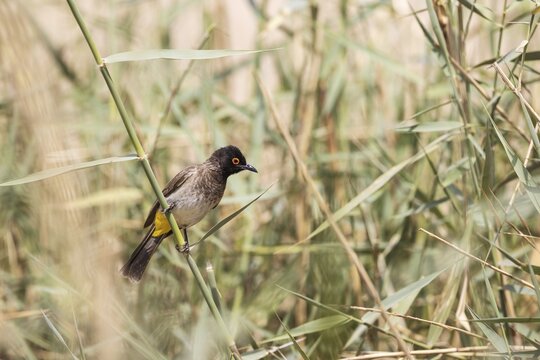 African Red-eyed Bulbul (Pycnonotus nigricans), Damaraland, Namibia