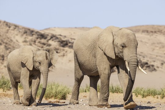 African Elephant (Loxodonta africana), so-called desert elephant, cow with calf have been at a waterhole in the vicinity of the Hoanib river, Damaraland, Kunene Region, Namibia