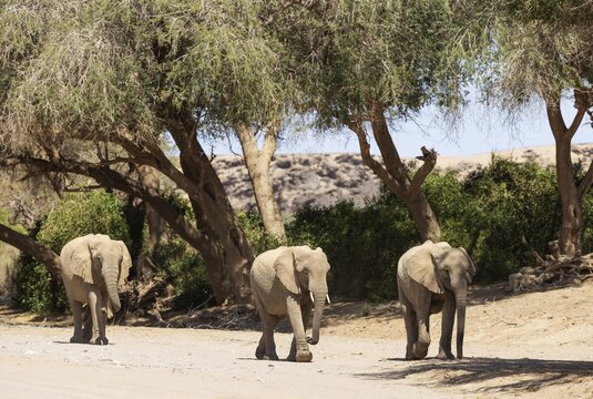 African Elephant (Loxodonta africana), so-called desert elephant, at the dry river bed of the Hoanib river, Damaraland, Kunene Region, Namibia