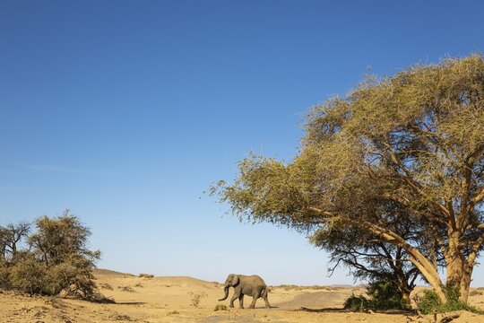 African Elephant (Loxodonta africana), so-called desert elephant, roaming an arid desert plain, Damaraland, Kunene Region, Namibia