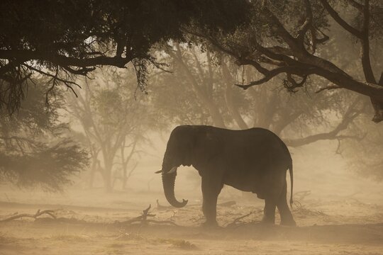 African Elephant (Loxodonta africana), so-called desert elephant, bull during a sandstorm in the dry bed of the Huab river, Damaraland, Kunene Region, Namibia