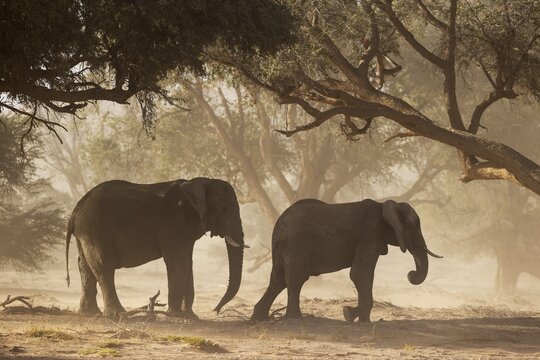 African Elephant (Loxodonta africana), so-called desert elephant, two bulls during a sandstorm in the dry river bed of the Huab river, feeding on acacia seeds, Damaraland, Kunene Region, Namibia