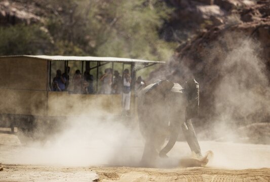 African Elephant (Loxodonta africana), so-called desert elephant, furious subadult bull next to a game drive vehicle, in the dry bed of the Ugab river, Damaraland, Namibia