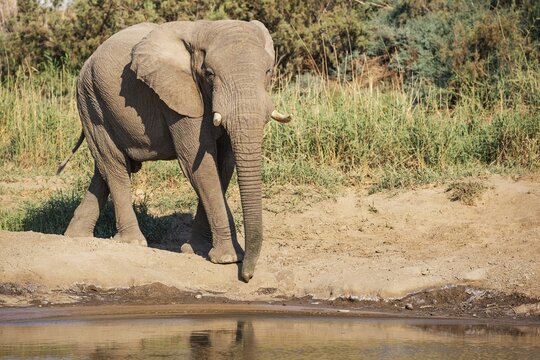 African Elephant (Loxodonta africana), so-called desert elephant, bull at a waterhole, Damaraland, Namibia