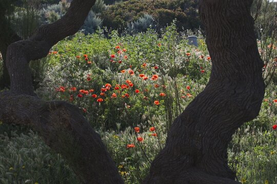 Poppy flower (Papaver rhoeas) and olive (Olea europaea), Corsica, France