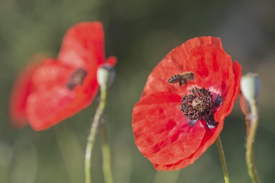 Poppy flower (Papaver rhoeas) with honey bee (Apis mellifera), Corsica, France