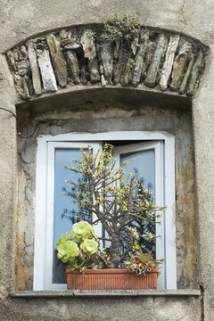 Window with flowerpot, Erbalunga, Corsica, France