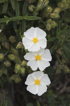 Rockrose (Cistus), Corsica, France
