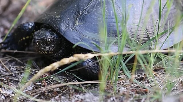 The turtle on sandy soil ready to lay its eggs