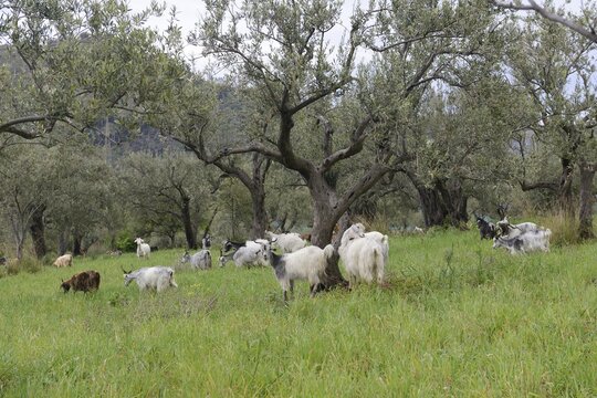 Herd of domestic goat (Capra aegagrus hircus) in olive grove, Sicily, Italy
