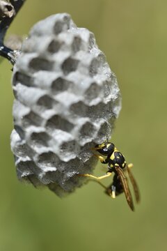 European paper wasp (Polistes dominula) building a nest, Sicily, Italy