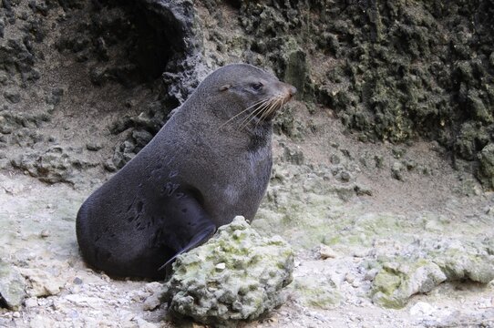 New zealand fur seal (Arctocephalus forsteri), Admirals Arch, Kangaroo Island, Australia