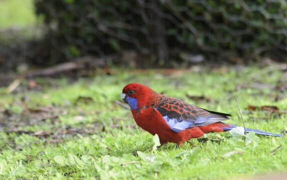 Crimson rosella (Platycercus elegans), Kangaroo Island, Australia
