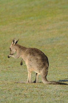 Eastern grey kangaroo (Macropus giganteus), Grampians National Park, Australia