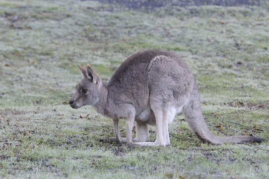 Eastern grey kangaroo (Macropus giganteus), Grampians National Park, Australia