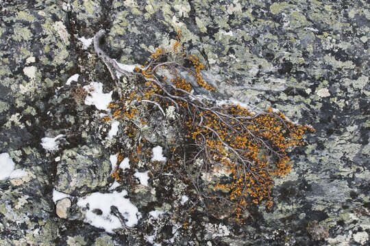 Dwarf birch (Betula nana) and lichen on a stone, Dovrefjell-Sundalsfjella National Park, Norway