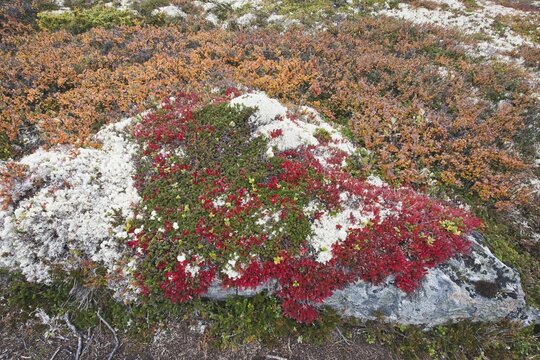 Bog bilberry (Vaccinium uliginosum) and dwarf birch (Betula nana) on a rock, Dovrefjell-Sundalsfjella National Park, Norway