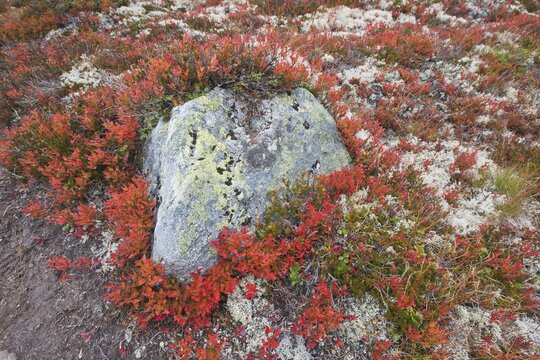 Bog bilberry (Vaccinium uliginosum) and lichens on stones, Dovrefjell-Sundalsfjella National Park, Norway