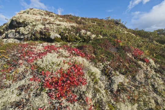 Kinnikinnick (Arctostaphylos uva-ursi) and reindeer lichen (Cladonia rangiferina) in the mountains, Dovrefjell-Sundalsfjella National Park, Norway