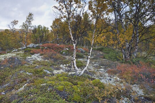 Warty birch (Betula pendula) in the mountains, Dovrefjell-Sundalsfjella National Park, Norway