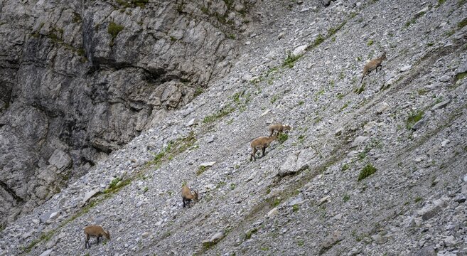 Alpine ibex (Capra ibex) on a mountain slope, Karwendel Mountains, Alpenpark Karwendel, Tyrol, Austria