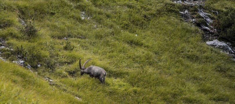 Alpine ibex (Capra ibex) grazing in a meadow on a mountain slope, Karwendel Mountains, Alpenpark Karwendel, Tyrol, Austria