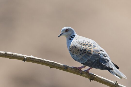 Turtle dove (Streptopelia turtur), Emsland, Lower Saxony, Germany