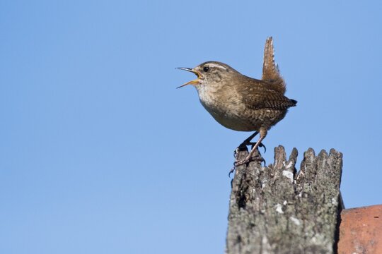 Eurasian wren (Troglodytes troglodytes), sitting singing on a post, Emsland, Lower Saxony, Germany
