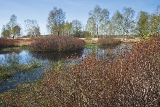 Bog myrtles (Myrica gale), in the moor, Emsland, Lower Saxony, Germany