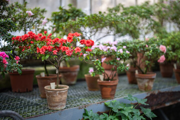 Collection of various red and pink azalea blooming in winter garden. Blossoming small rhododendron...