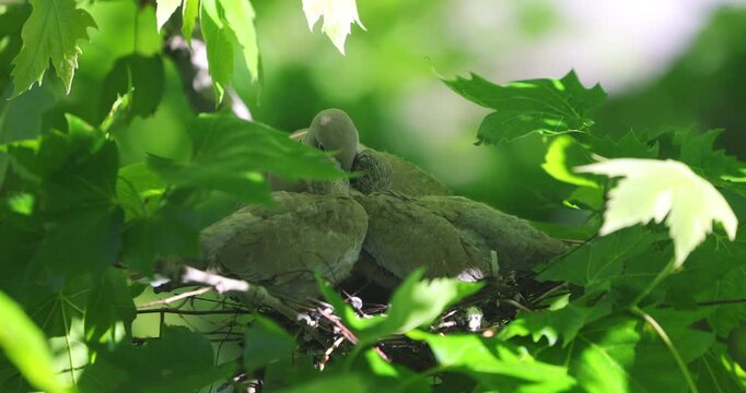 Pigeon in nest on tree branch take care and feeding little baby chicks. Motherhood day and family of doves by springtime