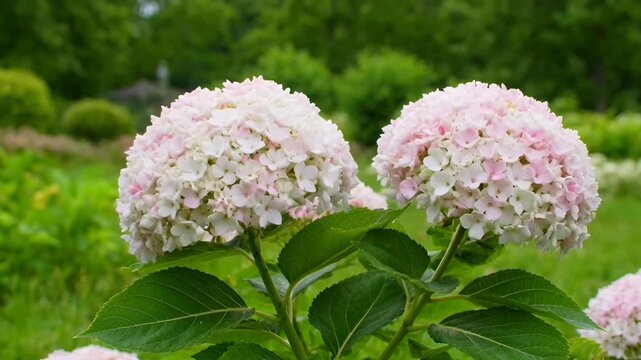 Serene hydrangeas bloom in a lush garden surrounded by vibrant greenery and trees, captured in a tranquil atmosphere