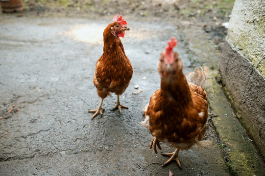 Two hens walking towards the camera