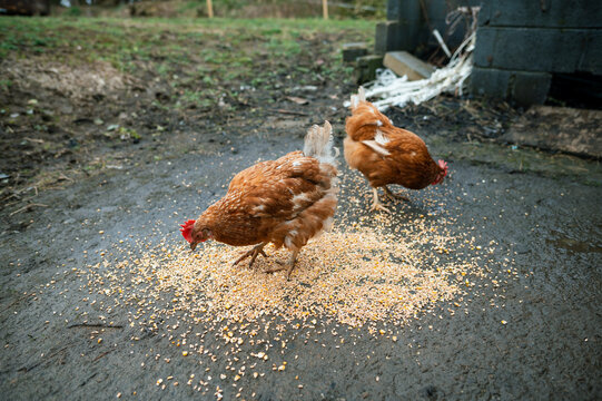 Two hens feeding on grain on the ground at a farm