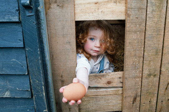 Red-haired toddler girl collecting eggs at her home in Ireland