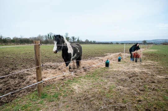 A woman adding straw to a field & waiting horse in Ireland