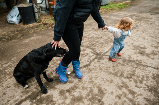 Mother is pulled by her impatient toddler daughter while petting her black dog
