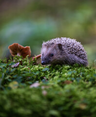  European hedgehog (Erinaceus europaeus) sniffing a wild mushroom in a mossy forest. © Rudolf