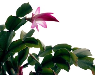 Obraz premium schlumbergera succulent plant close up