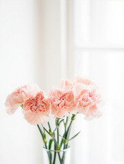 Fototapeta premium Mother's Day blooming pink carnations on white background with sunlight and shadows