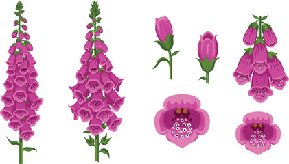 Pink Foxglove Flower Set with Digitalis Purpurea Blossoms, Purple Bell-Shaped Buds, and Botanical Floral Elements Vector Design. © Sirajul