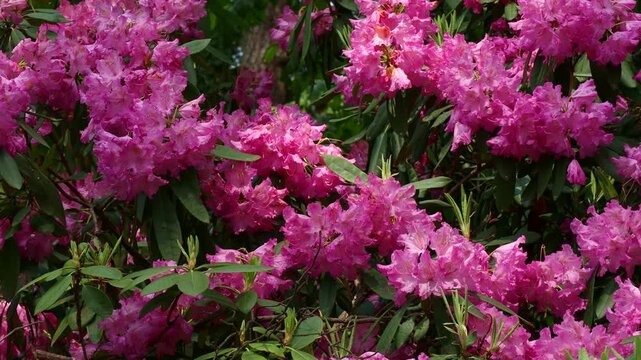 Bright pink Rhododendron flowers with leaves in the garden in summer