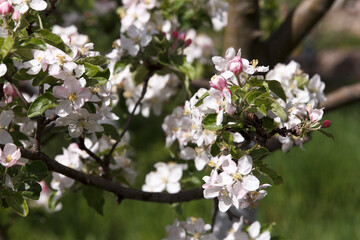 Obraz premium White and pink apple tree blossoms blooming on a branch in spring on a green background