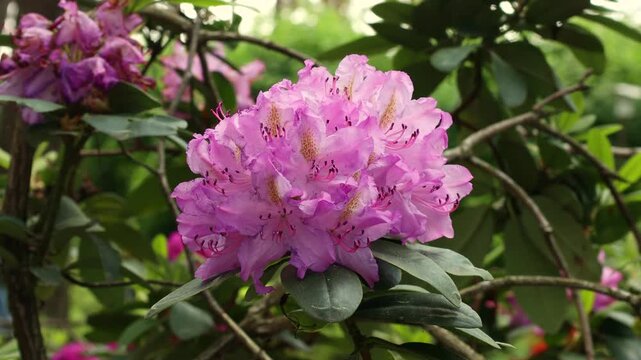 Bright pink Rhododendron flowers with leaves in the garden in summer