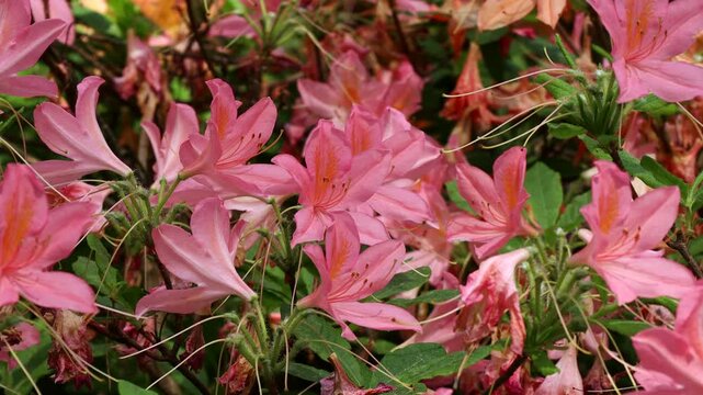 Bright pink Rhododendron flowers with leaves in the garden in summer