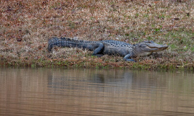 American alligator in a North Carolina swamp