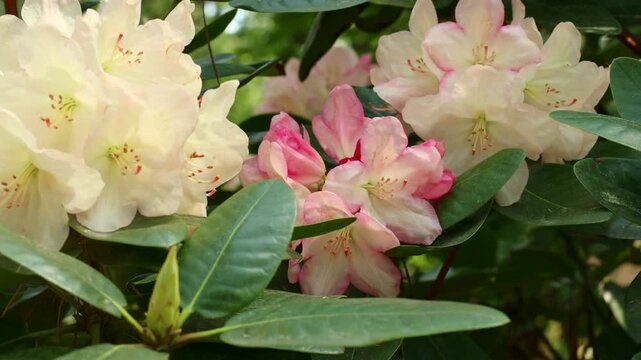 Bright white and pink Rhododendron hybridum Hania blossoming flowers with green leaves in the garden in spring