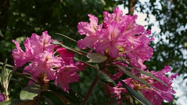 Bright pink Rhododendron flowers with leaves in the garden in summer